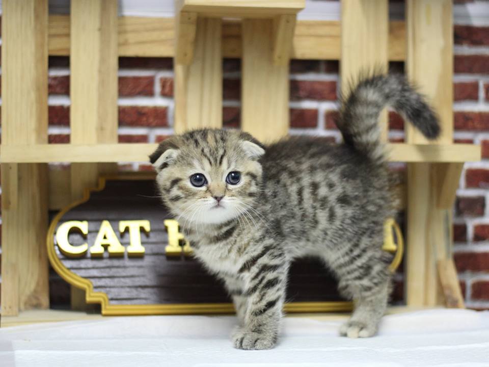 Scottish fold